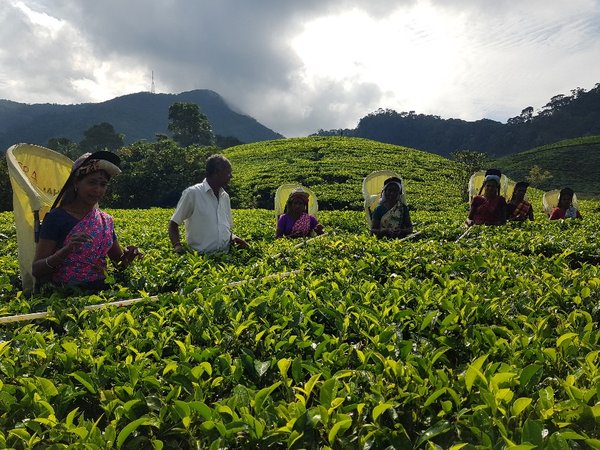 精选斯里兰卡雨林联盟认证红茶