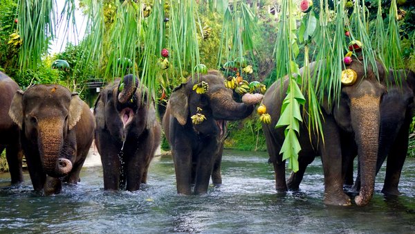 The elephants enjoy their favorite food during World Elephant Day at Bali Zoo.