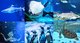 普吉Aquaria水族馆“海洋的神话和传说”