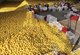 Dozens of workers pick and pack quality lemons. (Anyue Publicity Department)