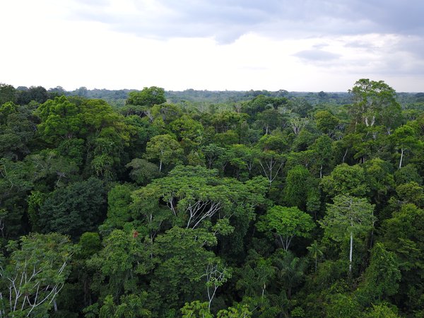 亚马逊雨林原貌