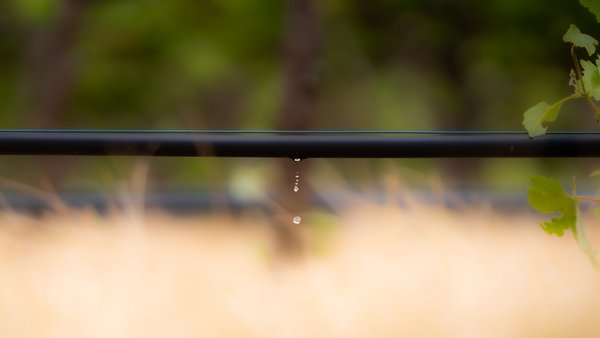 Drip Irrigation at Pernod Ricard Winemakers, Barossa Valley