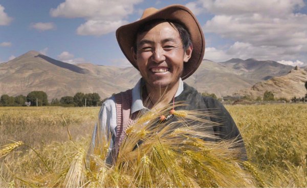 藏族同胞收获了丰收的喜悦也获得了经济来源