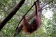 在OFI的幫助下得到康覆的雌性紅毛猩猩Rich被放歸到野外。
