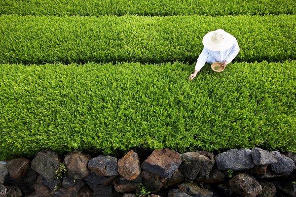 爱茉莉太平洋于济州岛种植约有百万坪的有机绿茶园