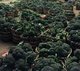 截至今日，沃尔玛2月份助农直采的滞销蔬菜总量已近500吨。