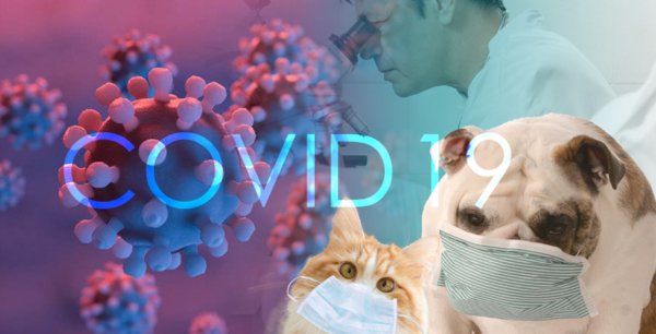 COVID-19 新冠病毒与宠物