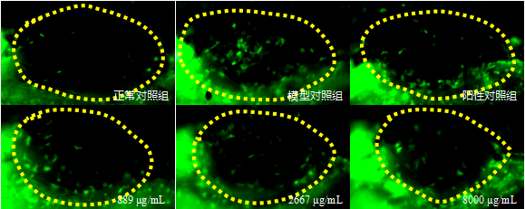 各实验组对斑马鱼炎症（巨噬细胞）的影响表型图（黄色虚线框为斑马鱼鱼鳔位置）