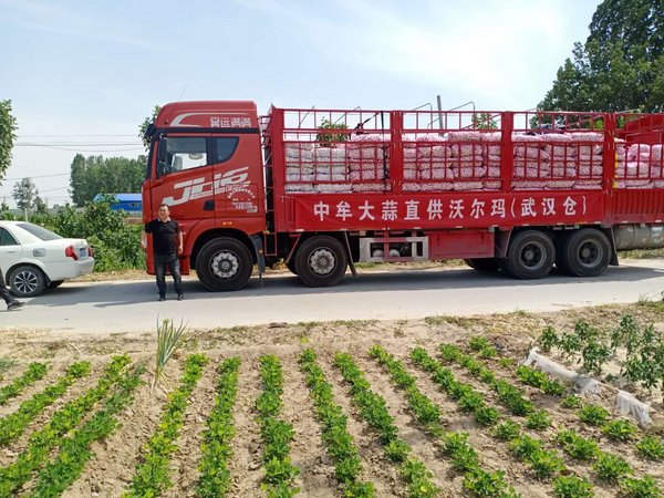 中牟大蒜通过沃尔玛供应链大货车被直接运往上海、杭州、武汉、东莞及深圳的鲜食配送中心。
