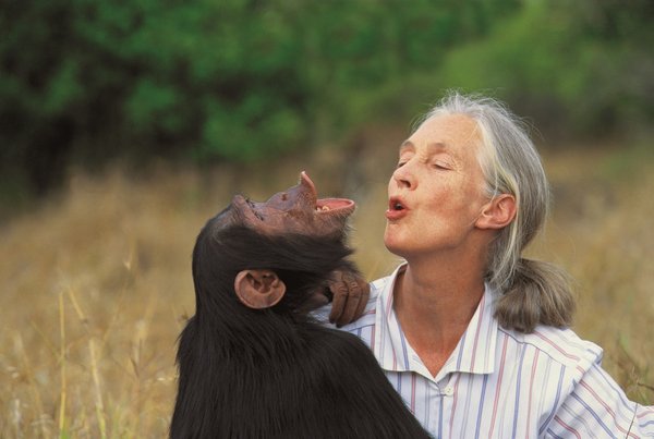 Jane Goodall, one of the most important primatologists today, was named winner of the 2020 Tang Prize in Sustainable Development (Photo courtesy of Michael Neugebauer)