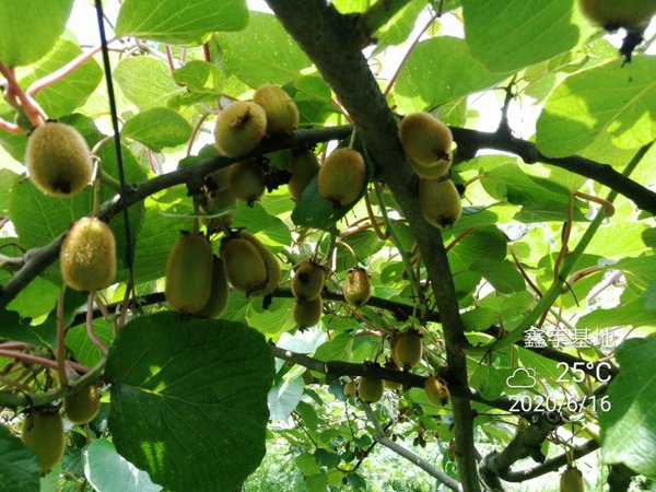 Xiuwen Kiwifruit Industrial Technology Zone harnesses big data to boost productivity.