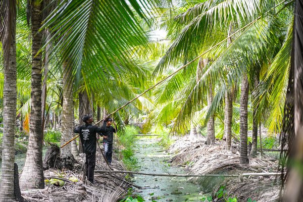 Farmers use long stick or “Mai Soi” to pick coconuts in the plantation