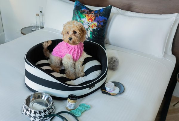 Plush Pup Package at Little Albion, a Crystalbrook Collection Boutique Hotel