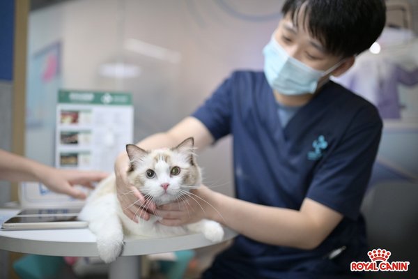 专业兽医坐镇“医馆” 为宠物进行健康检查