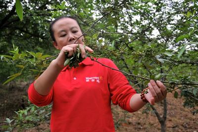 沃尔玛员工在鲁甸灾区支援摘采花椒