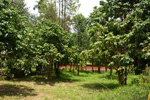 亚洲种植园资本公司种植园内处于各成长阶段的沉香树