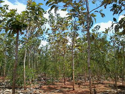 Plantation stock growing on an Asia Plantation Capital plantation