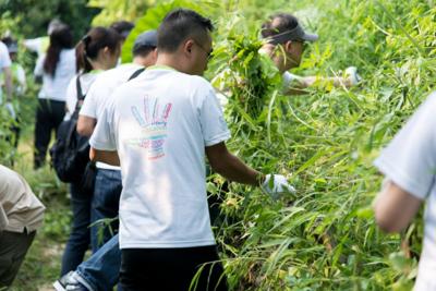 ACE’s volunteers doing their bit to preserve Fung Yuen Butterfly Reserve by removing Mikania vines.