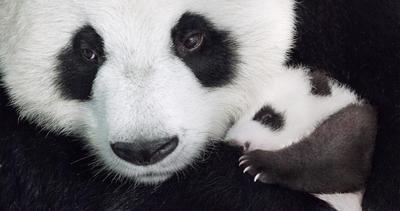 迪士尼自然《诞生在中国》熊猫一家