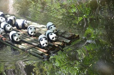1600 熊貓乘竹伐準備橫渡過江，快要著陸馬來西亞！