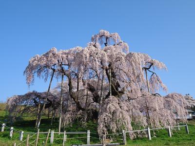 ต้นมิฮารุ ทากิซากุระ" (Miharu Takizakura) ในจังหวัดฟุกุชิมะ มีอายุเก่าแก่กว่า 1,000 ปี และเป็นหนึ่งในต้นซากุระยักษ์สามต้นของญี่ปุ่น