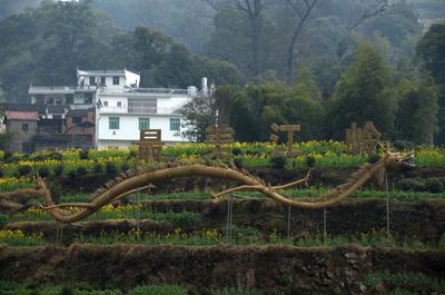 "Scarecrow Paradise" amidst the fields of cole flowers