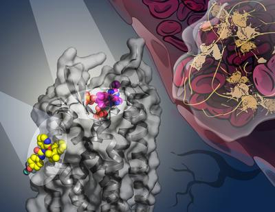 The new Nature study reveals the structure of the human P2Y1 receptor, which mediates thrombosis formation. The image shows that two different ligands that inhibit platelet aggregation interact with P2Y1R by binding to two completely distinct sites of the receptor. The receptor structure is shown as grey ribbon and surface. The ligands MRS2500 and BPTU are shown as magenta and yellow spheres, respectively. (Image courtesy of Yekaterina Kadyshevskaya of the Bridge Institute at the University of Southern California.)