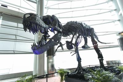 The Dinosaur Fossil -- Tyrannosaurus Rex (King Kong) sponsored by a private collector
