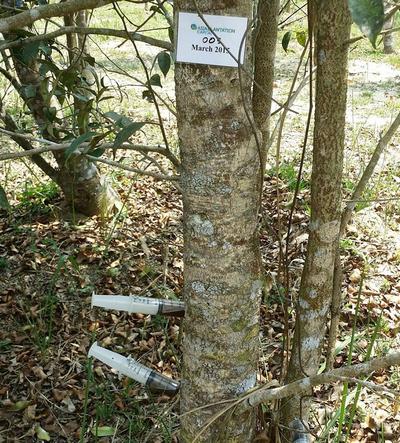 Inoculating the Aquilaria trees in Malaysia.
