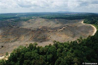 Deforestation in Sumatra, Indonesia