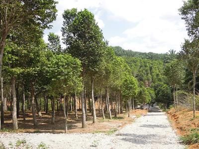 亚洲种植园资本公司计划通过合资企业和收购继续拓展在马来西亚的业务