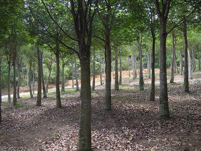 Aquilaria Sinensis trees at the plantation in Malacca to be managed by Asia Plantation Capital