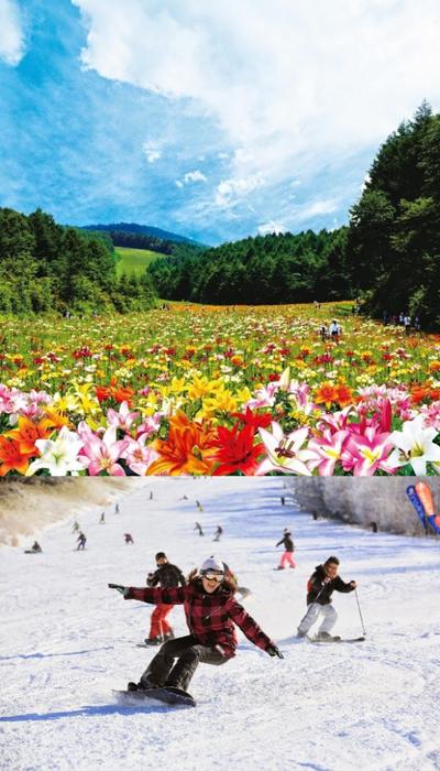 日本夏季遊那須高原百合園避暑攻略 美通社pr Newswire