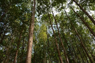 Asia Plantation Capital’s Aquilaria trees, the source of sustainable Agarwood
