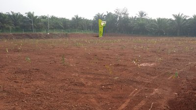 Asia Plantation Capital is ready for planting saplings at Batu Pahat Plantation, Johor, Malaysia