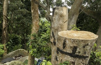 Wild Aquilaria trees are indiscriminately targeted by illegal loggers in the hope of finding Oud 