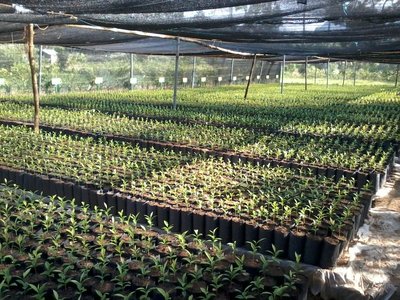沉香樹 -- 沉香樹樹苗 -- 亞洲種植園資本公司下屬斯里蘭卡苗圃中的可持續沉香木來源