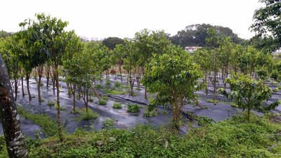 Pokok-pokok Aquilaria yang ditanam di salah sebuah ladang Asia Plantation Capital