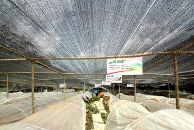 One of the cooperation bases of the Infinitus TCM Plantation Management Model