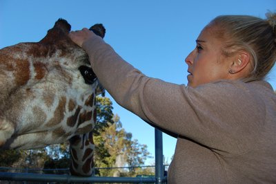 Oakland Zoo Primary African Veldt Keeper Amy Phelps secures a live-action camera on the head of 19-year-old Reticulated giraffe Benghazi. The Oakland Zoo is the first to capture a giraffe's point-of-view in captivity. The footage helps zookeepers design and better manage giraffe habitats. By sharing Benghazi's point-of-view with the world, Phelps hopes to create empathy and connection to giraffe and their critical situation in the wild. Wild giraffe populations have declined 50 percent since 1999.