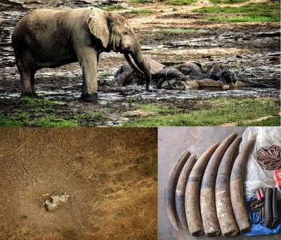 非洲象生存危机，照片素材由WCS提供