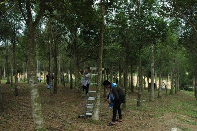 亞洲種植園資本公司的員工正在用有機技術對馬來西亞高度瀕危的沉香樹進行接種