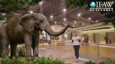 非洲大象罗拉与上海人民共度新年