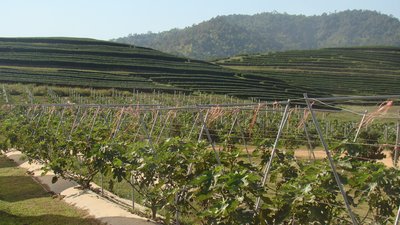 社会项目Singha Park为泰国北部的农业劳动者提供帮助