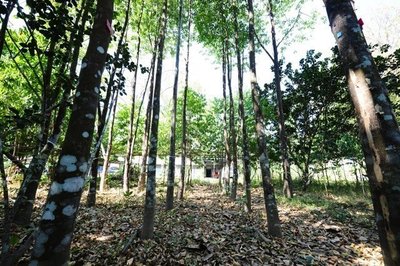亚洲种植园资本公司在泰国的沉香树种植园