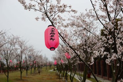 浪漫樱花,和谐大金 -- 第三届大金樱花节隆重举办