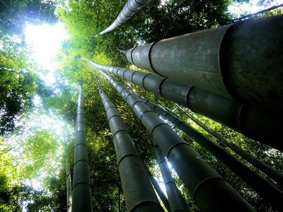 Bamboo, the fastest growing plant on the planet, and known as the 'miracle plant'.