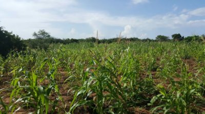 พื้นที่ปลูกต้นไผ่ของ Africa Plantation Capital บนทำเลทอง ใกล้กับท่าเรือเมืองมอมบาซาของเคนยา