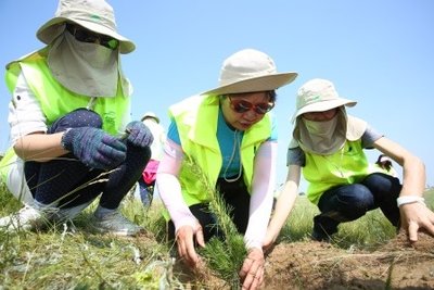绿动未来志愿者们小心翼翼埋下樟子松树苗种子