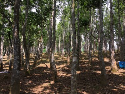 亚洲种植园资本公司按照合资协议进行管理的沉香树。